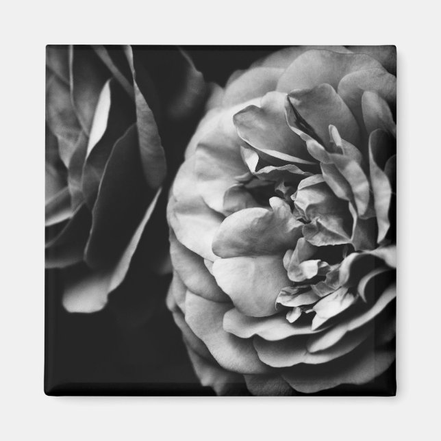 two roses magnet (Front)