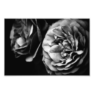 two roses photo print