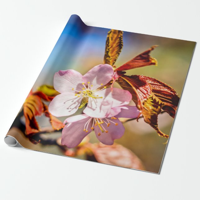 Two Sakura Cherry Flowers Wrapping Paper (Unrolled)