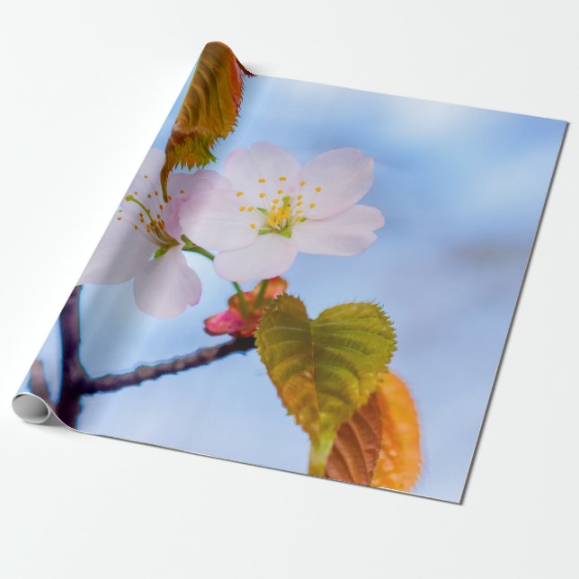 Two Sakura Flowers Of Pale Pink Colour In Spring Wrapping Paper (Unrolled)
