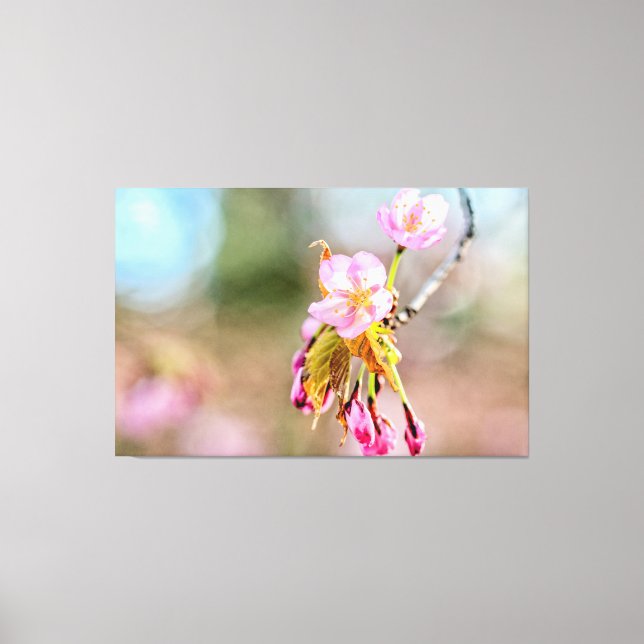 Two Sakura Flowers On A Tip Of A Twig In Spring Canvas Print (Front)