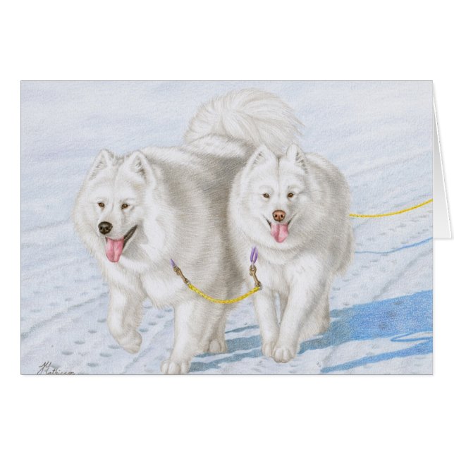 Two Samoyeds racing through the snow (Front Horizontal)