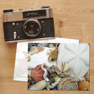 Two Sand Dollars Blank Postcard