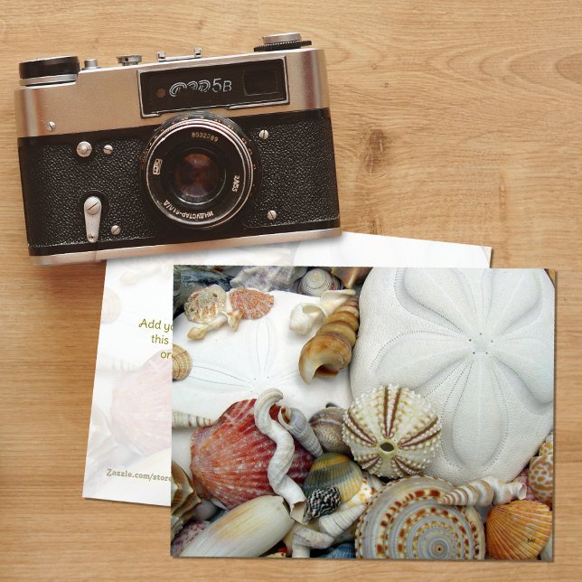 Two Sand Dollars Blank Postcard (Creator Uploaded)