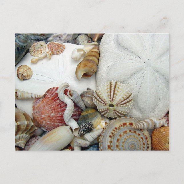 Two Sand Dollars Blank Postcard (Front)