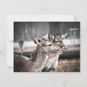 Two Sandbar Deer Postcard