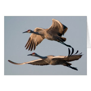 Two Sandhill Cranes in Flight over Bosque