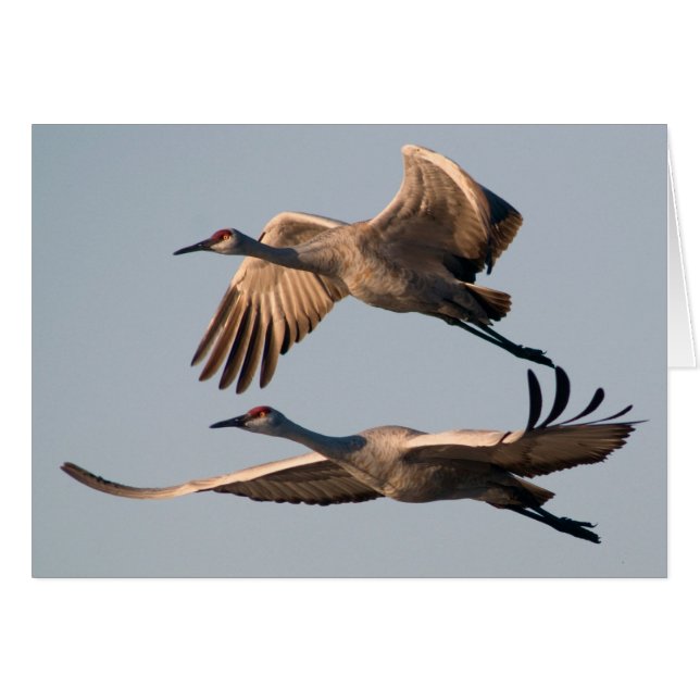 Two Sandhill Cranes in Flight over Bosque (Front Horizontal)