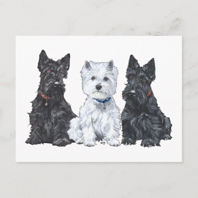 Two Scotties and a Westie Postcard (Front)