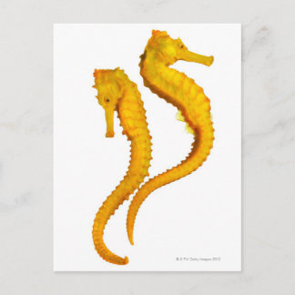 Two Sea Horses shoot on a white background in a Postcard