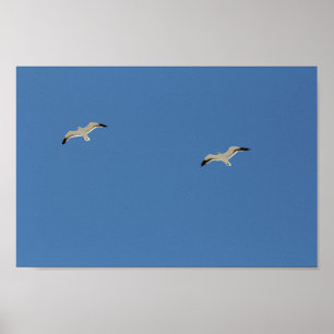 Two Seagull Birds Flying Clear Blue Sky Poster