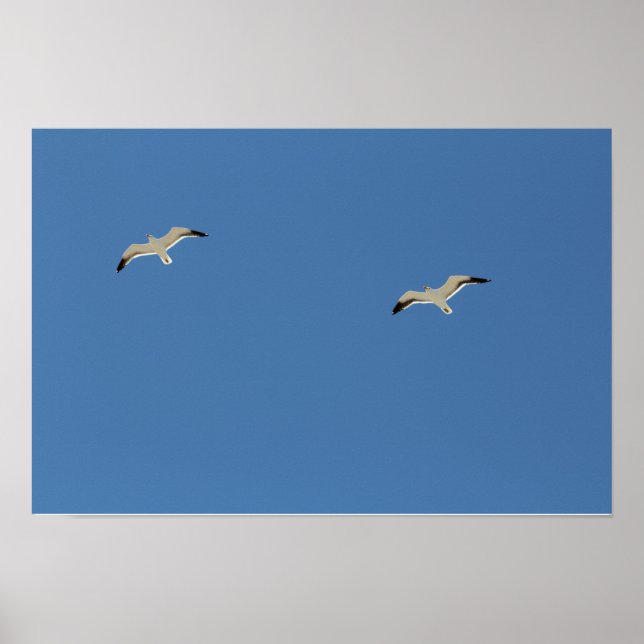 Two seagulls flying A3 Poster (Front)