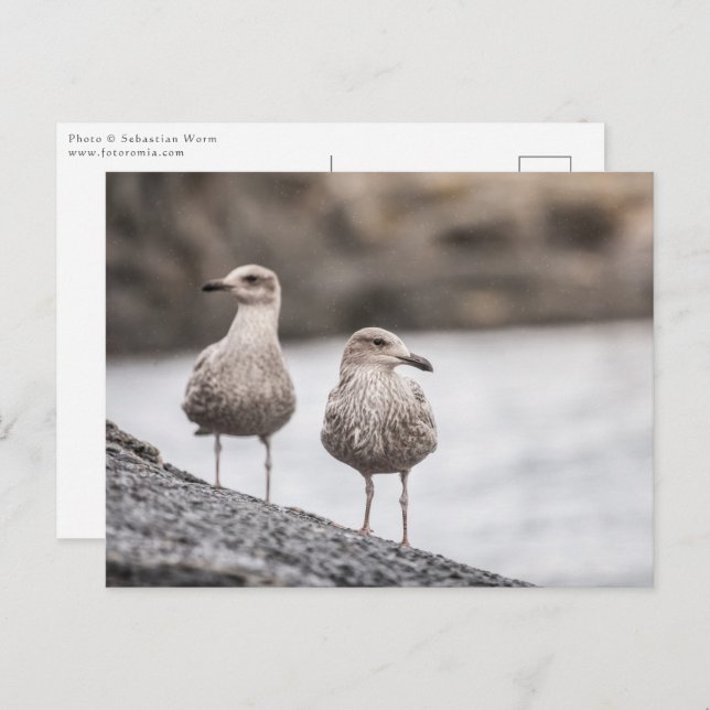 Two Seagulls Nature Photo Postcard (Front/Back)