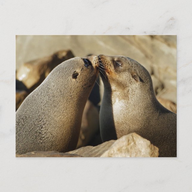 Two Seals Kissing Postcard (Front)