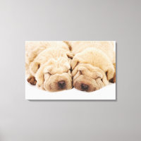 Two Shar Pei puppies sleeping