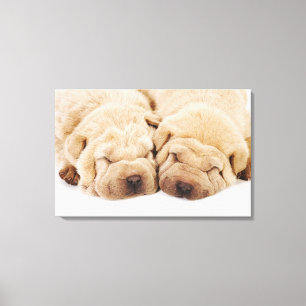 Two Shar Pei puppies sleeping Canvas Print