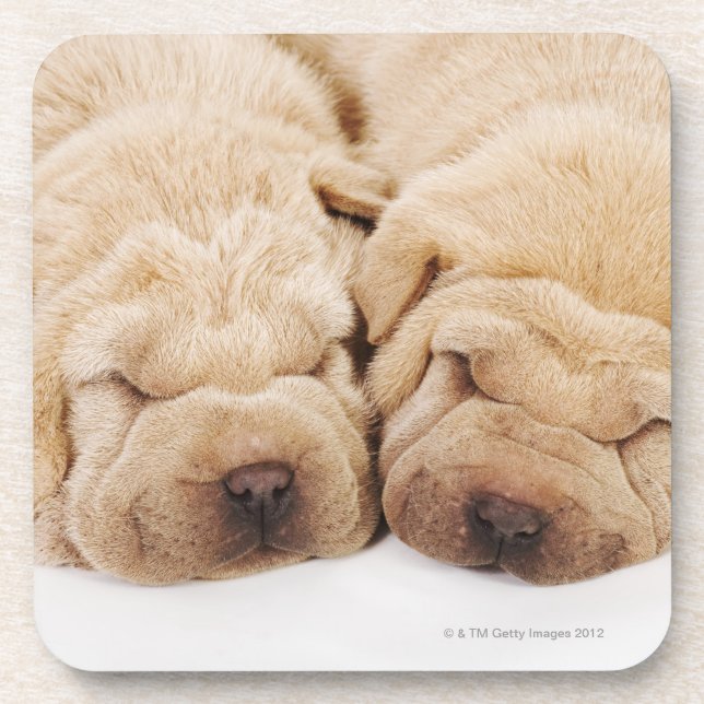 Two Shar Pei puppies sleeping Coaster (Front)