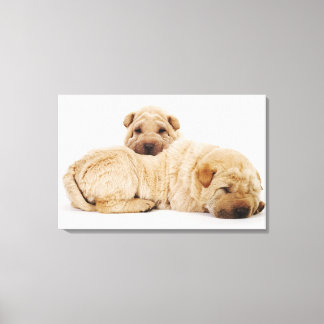 Two Shar Pei puppies sleeping, studio shot Canvas Print