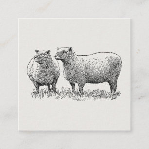 Two Sheep Illustrated Art Enclosure Card