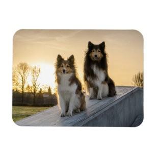 Two Shelties on a Roof at Sunrise Magnet