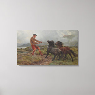 Two Shetland Ponies in a Misty Scottish Landscape Canvas Print