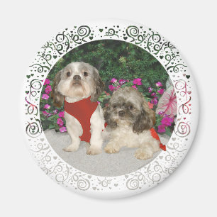 Two Shih Tzus in a Garden Magnet