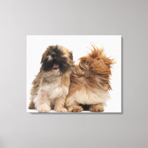 Two Shih-Tzus in the wind Canvas Print