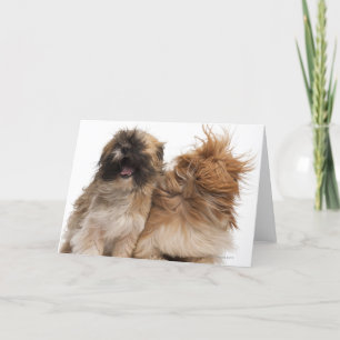 Two Shih-Tzus in the wind Card