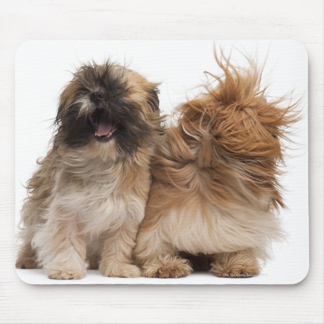 Two Shih-Tzus in the wind Mouse Pad (Front)