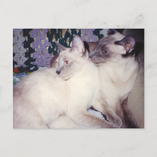 Two Siamese Cats Grooming Postcard
