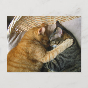 Two Sleeping Tabby Cats Cuddling Postcard
