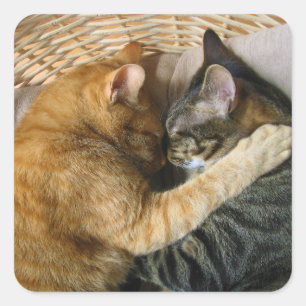 Two Sleeping Tabby Cats Cuddling Square Sticker