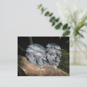 Two Sleepy Frogmouth Owls, Postcard