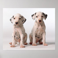 Two Small Black And White Dalmatian Puppies