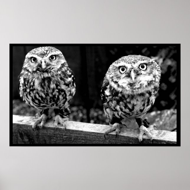 Two Small Owls Black and White Canvas Poster (Front)