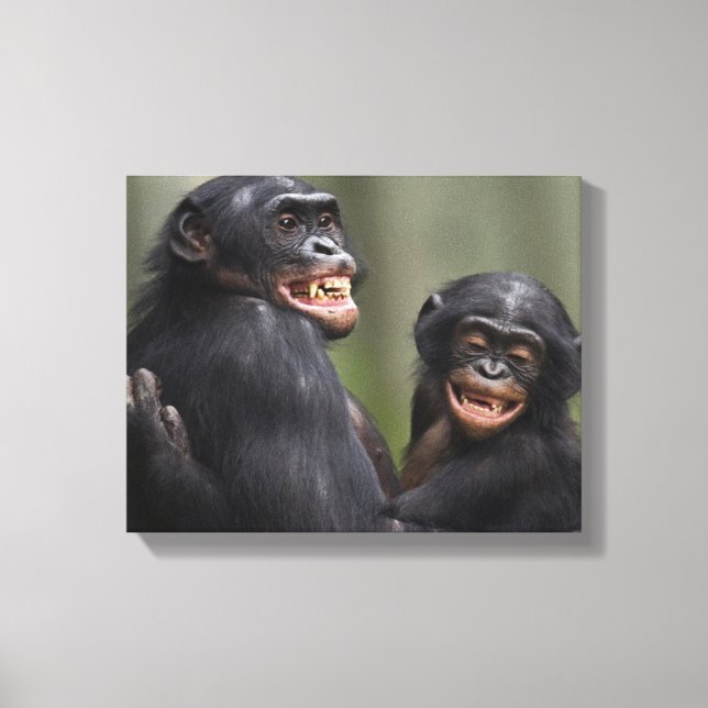 Two Smiling Bonobos Canvas Print (Front)