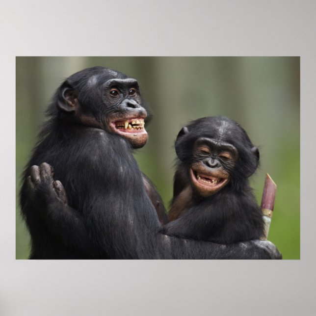 Two Smiling Bonobos Poster (Front)
