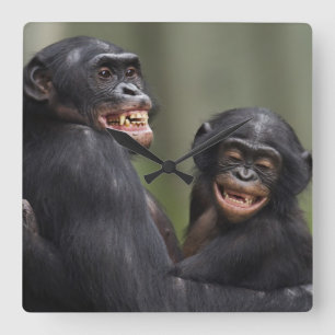 Two Smiling Bonobos Square Wall Clock