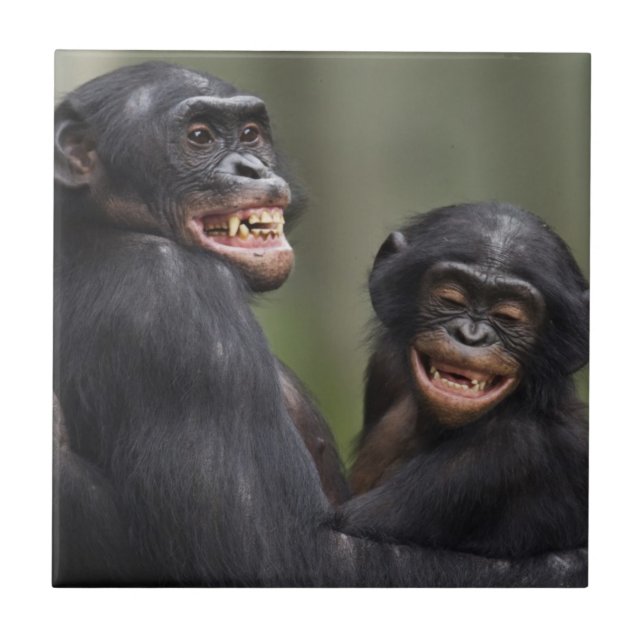 Two Smiling Bonobos Tile (Front)