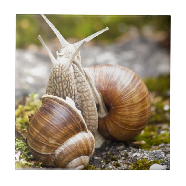 Two Snails Tile (Front)
