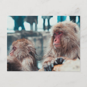 Two Snow Monkeys in Nagano, Japan Postcard