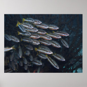 Two Spot Snappers Poster