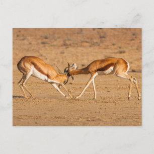 Two Springbok Antelope Fighting Postcard