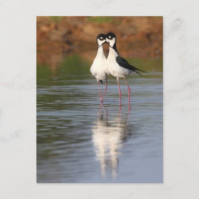 two stils cuddling postcard (Front)