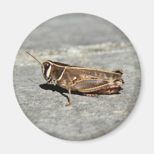 Two-Striped Grasshopper Magnet