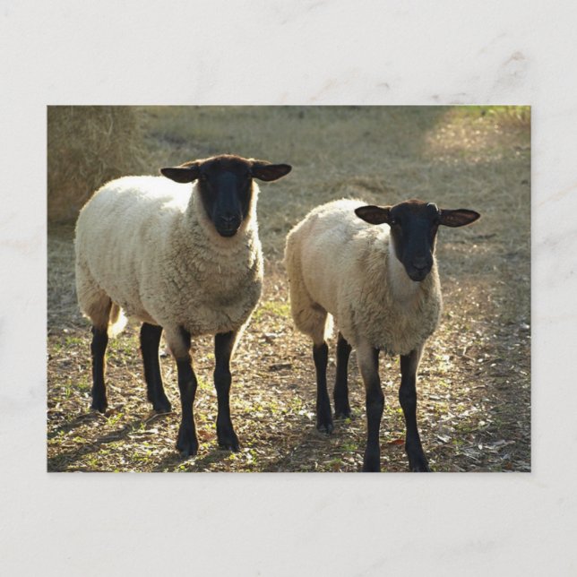 Two Suffolk Sheep Afternoon Sunlight Postcard (Front)