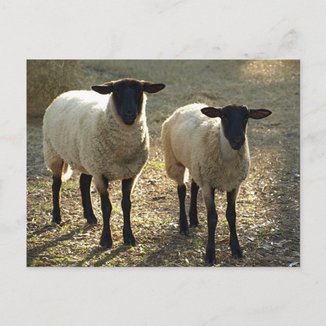 Two Suffolk Sheep Afternoon Sunlight Postcard (Front)