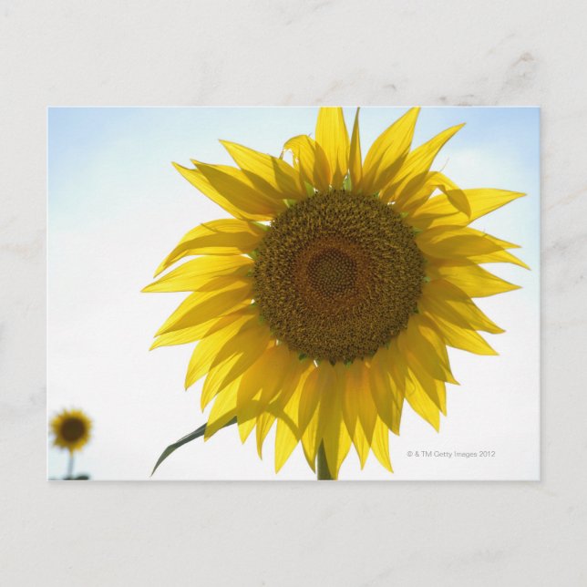 Two sunflowers in field, Tuscany, Italy Postcard (Front)