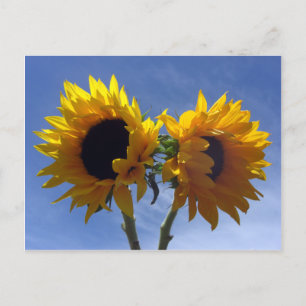 Two Sunflowers Postcards