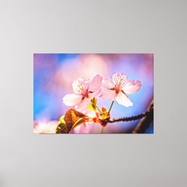 Two Sunlit Sakura Blossoms Canvas Print (Front)